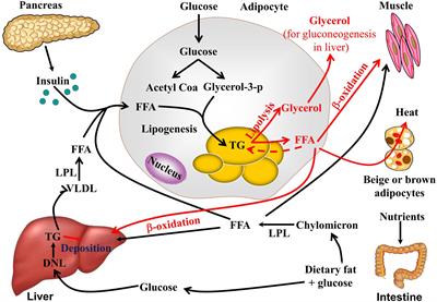 Frontiers Potential lipolytic regulators derived from natural